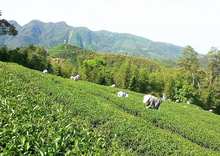 画像をギャラリービューアに読み込む, 【三福茶行】キンモクセイ烏龍茶ティーバッグ(25パック入り)