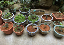 画像をギャラリービューアに読み込む, 【林華泰茶行】鉄観音茶 150g