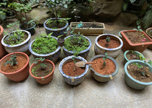 画像をギャラリービューアに読み込む, 【林華泰茶行】キンモクセイ緑茶/桂花綠茶 150g