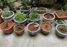 画像をギャラリービューアに読み込む, 【林華泰茶行】東方美人茶/白毫烏龍茶 150g