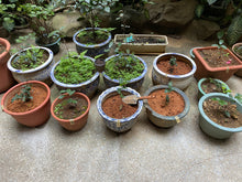 画像をギャラリービューアに読み込む, 【林華泰茶行】ウーロン茶/烏龍茶 150g