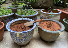 画像をギャラリービューアに読み込む, 【林華泰茶行】文山包種茶 150g