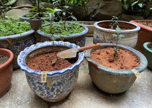 画像をギャラリービューアに読み込む, 【林華泰茶行】キンモクセイ緑茶/桂花綠茶 150g