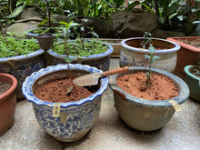 画像をギャラリービューアに読み込む, 【林華泰茶行】ジャスミン茶/茉莉花茶 150g