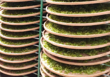 画像をギャラリービューアに読み込む, 【林華泰茶行】紅玉紅茶 150g