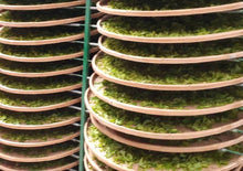 画像をギャラリービューアに読み込む, 【林華泰茶行】東方美人茶/白毫烏龍茶 150g