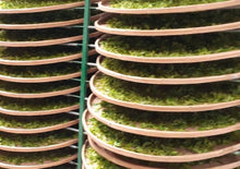 画像をギャラリービューアに読み込む, 【林華泰茶行】文山包種茶 150g