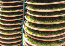 画像をギャラリービューアに読み込む, 【林華泰茶行】プーアル茶/普洱茶 150g