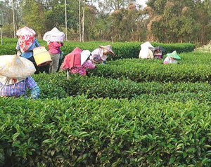 【三福茶行】１度淹れたら10煎は楽しめる!三福の黒烏龍茶