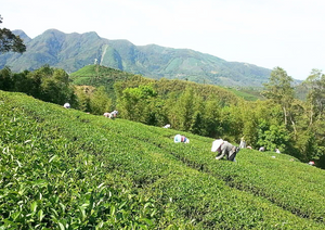 【三福茶行】自家製桂花烏龍茶ティーバッグ（25入り）