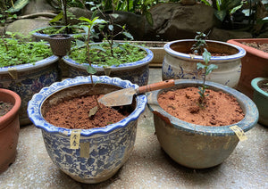 【林華泰茶行】東方美人茶／白毫烏龍茶 150g